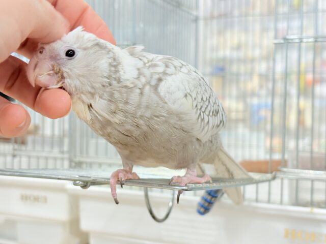 【最新画像更新🪄もうすぐひとり餌☆】ぱやぱや♡ハゲタカみたい🐣🫧オカメインコ(WFパールパイド) ヒナ オカメインコ