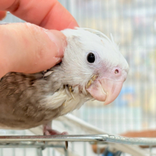 【最新画像更新🪄】ぱやぱや♡ハゲタカみたい🐣🫧オカメインコ(WFパールパイド) ヒナ