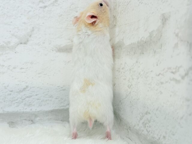 ゴールデンハムスター