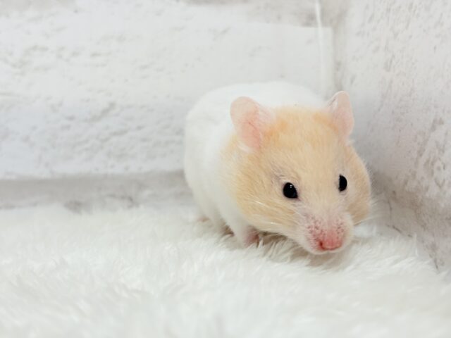 ゴールデンハムスター