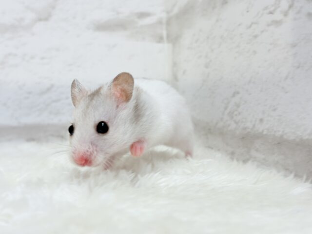 ゴールデンハムスター