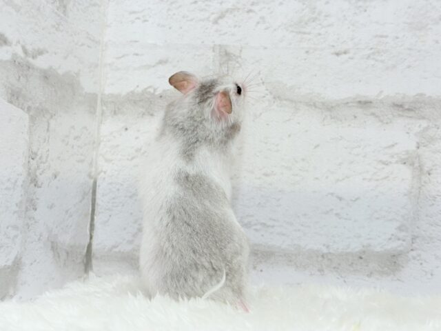 ゴールデンハムスター