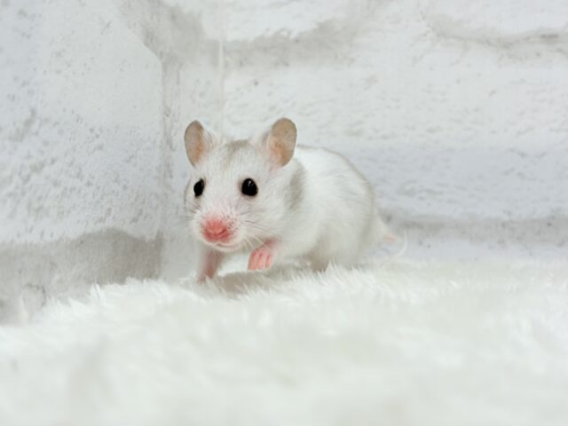 ゴールデンハムスター