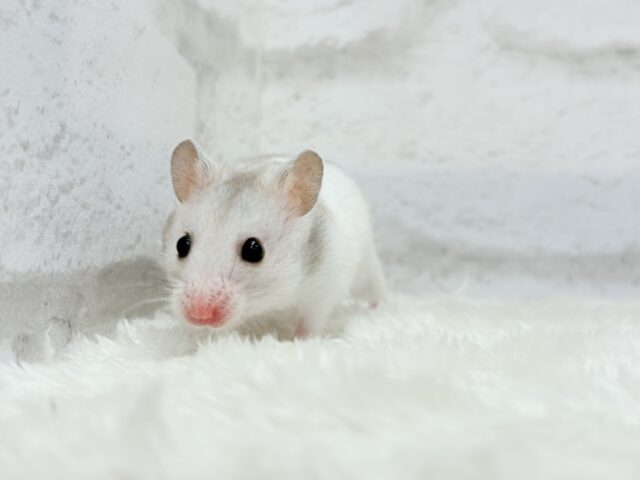 ゴールデンハムスター