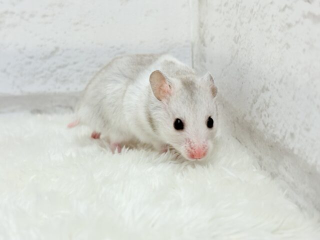 ゴールデンハムスター