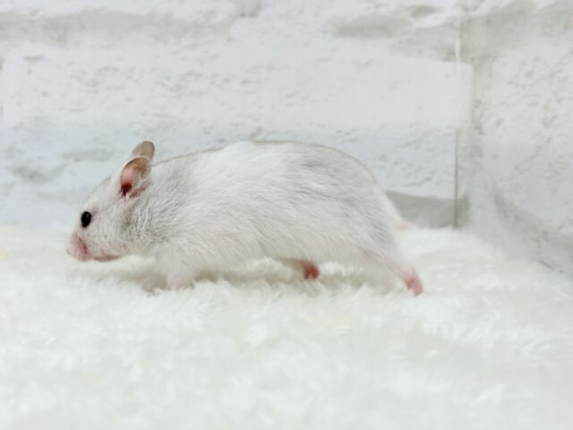 ゴールデンハムスター