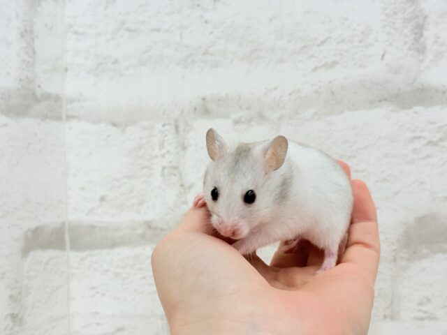 ゴールデンハムスター