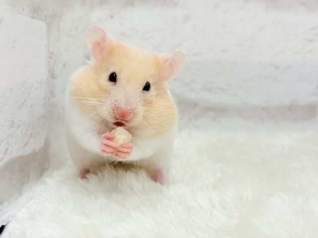ゴールデンハムスター