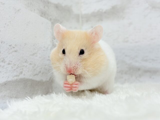 ゴールデンハムスター