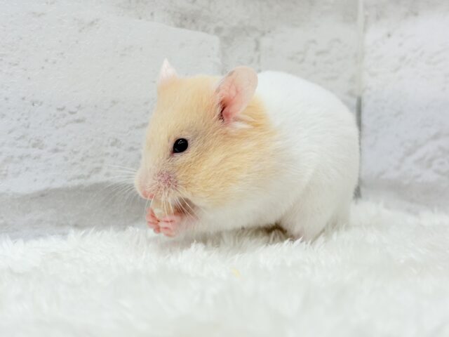 ゴールデンハムスター