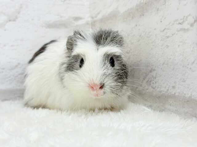 クレステッドモルモット