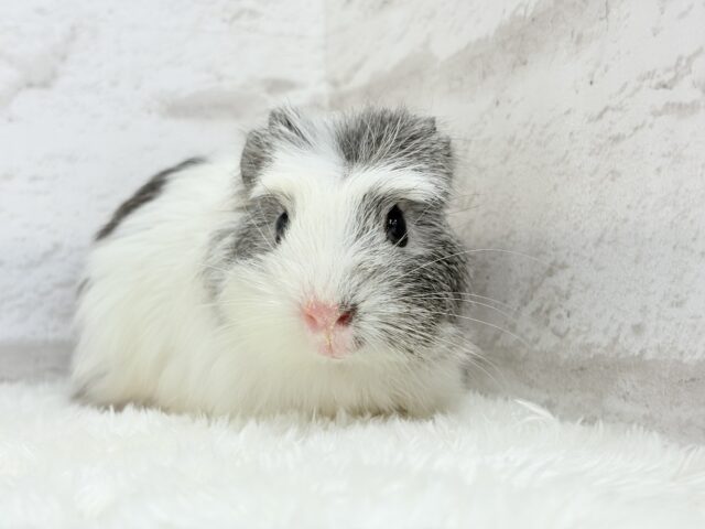 クレステッドモルモット