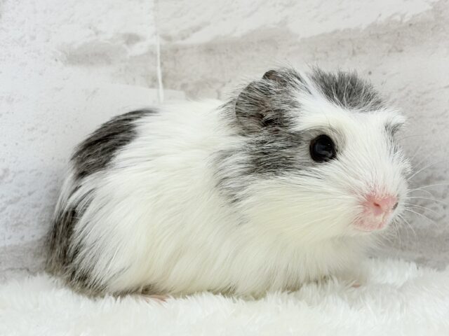 クレステッドモルモット