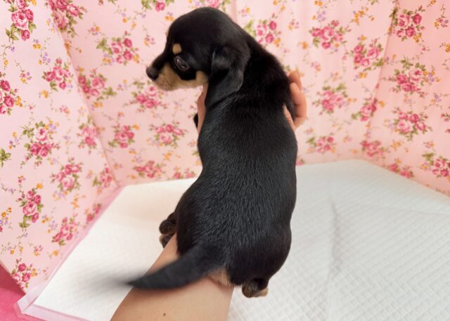 ハーフ犬(チワワ×ミニチュアダックス)女の子♪つるりんむっちりボディの可愛い子😍 チワックス