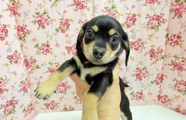 ハーフ犬(チワワ×ミニチュアダックス)女の子♪つるりんむっちりボディの可愛い子😍 チワックス