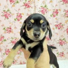 ハーフ犬（チワワ×ミニチュアダックス）女の子♪つるりんむっちりボディの可愛い子😍