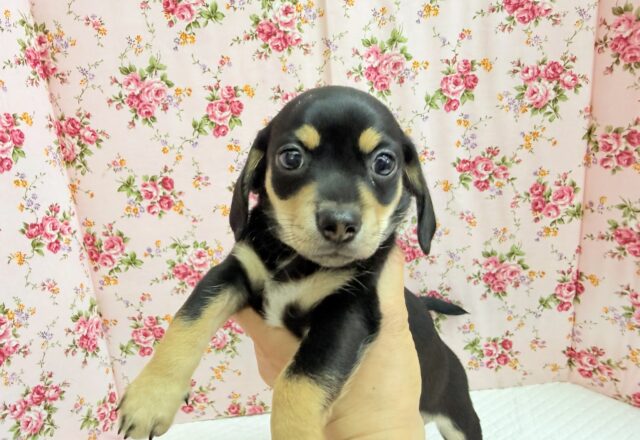 ハーフ犬（チワワ×ミニチュアダックス）女の子♪つるりんむっちりボディの可愛い子😍