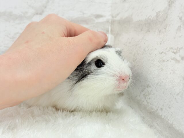 クレステッドモルモット