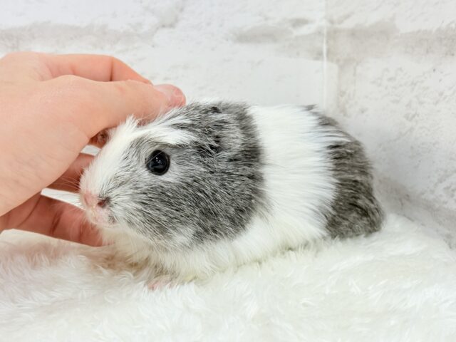 クレステッドモルモット