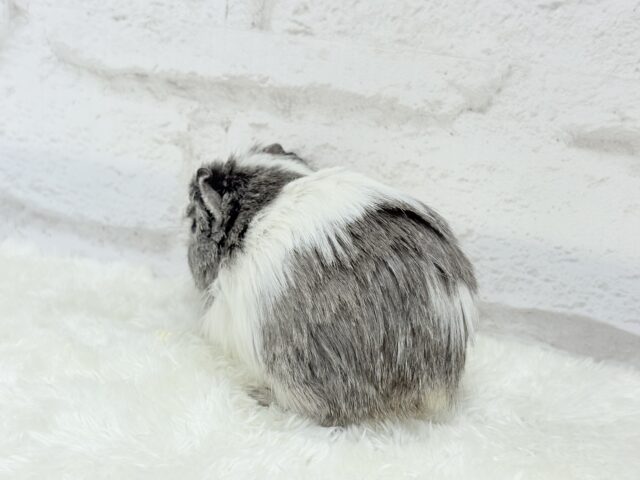 クレステッドモルモット