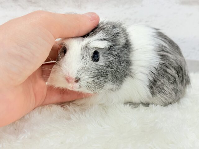 クレステッドモルモット