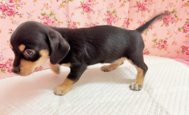 ハーフ犬(チワワ×ミニチュアダックス)女の子♪つるりんむっちりボディの可愛い子😍 チワックス