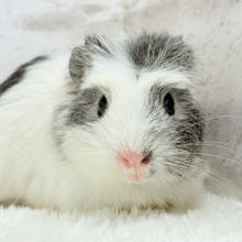 僕にはかっこいい王冠があるんだ🐹👑✨クレステッドモルモット(男の子)