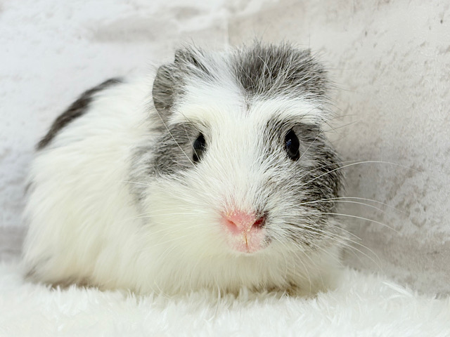 僕にはかっこいい王冠があるんだ🐹👑✨クレステッドモルモット(男の子)