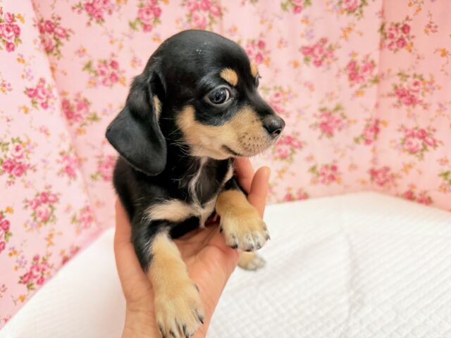 ハーフ犬(チワワ×ミニチュアダックス)女の子♪つるりんむっちりボディの可愛い子😍 チワックス