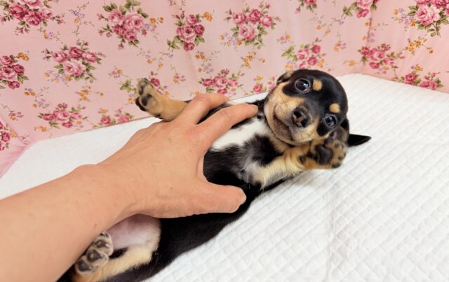 ハーフ犬(チワワ×ミニチュアダックス)女の子♪つるりんむっちりボディの可愛い子😍 チワックス