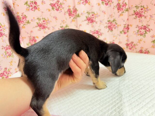 ハーフ犬(チワワ×ミニチュアダックス)女の子♪つるりんむっちりボディの可愛い子😍 チワックス