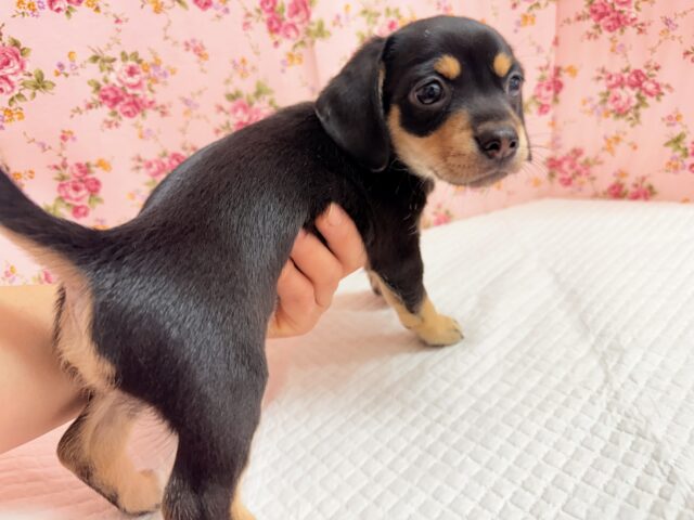 ハーフ犬(チワワ×ミニチュアダックス)女の子♪つるりんむっちりボディの可愛い子😍 チワックス