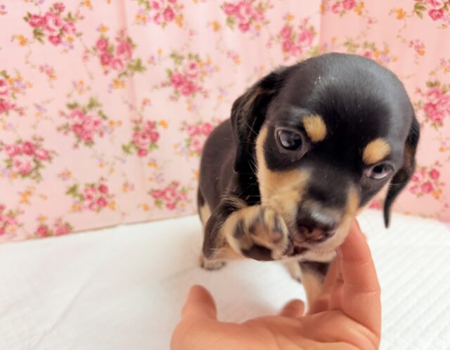 ハーフ犬(チワワ×ミニチュアダックス)女の子♪つるりんむっちりボディの可愛い子😍 チワックス