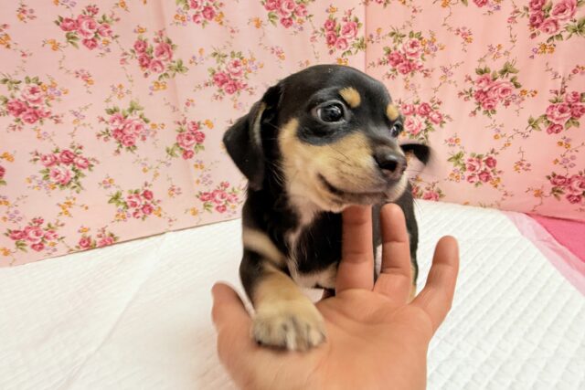 ハーフ犬(チワワ×ミニチュアダックス)女の子♪つるりんむっちりボディの可愛い子😍 チワックス