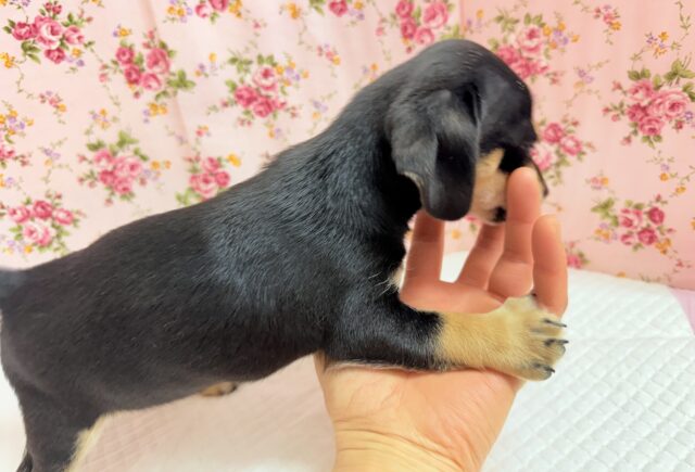 ハーフ犬(チワワ×ミニチュアダックス)女の子♪つるりんむっちりボディの可愛い子😍 チワックス