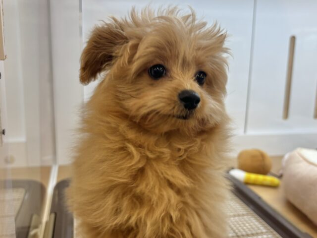 太陽みたいな明るい存在♥ポメプーちゃん! ポメプー