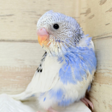 きゅるるんっ🫧きらきらおめめ‪☆セキセイインコ(パイド) ヒナ