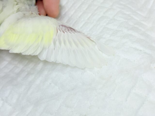 【最新画像更新🪄】ふんわり柔らか🧁𓂃𓈒𓏸︎︎︎︎セキセイインコ(クリーム) ヒナ セキセイインコ