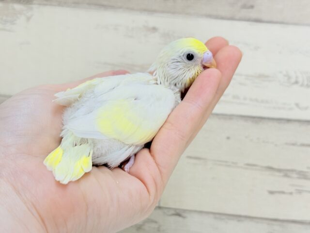 【最新画像更新🪄】ふんわり柔らか🧁𓂃𓈒𓏸︎︎︎︎セキセイインコ(クリーム) ヒナ セキセイインコ