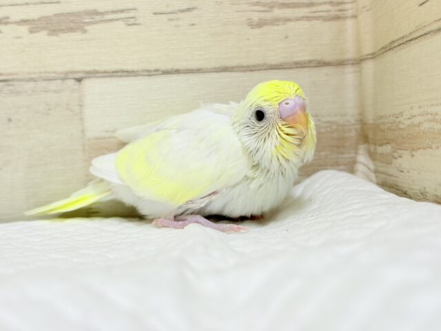 【最新画像更新🪄】ふんわり柔らか🧁𓂃𓈒𓏸︎︎︎︎セキセイインコ(クリーム) ヒナ セキセイインコ