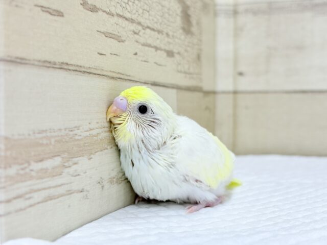 【最新画像更新🪄】ふんわり柔らか🧁𓂃𓈒𓏸︎︎︎︎セキセイインコ(クリーム) ヒナ セキセイインコ