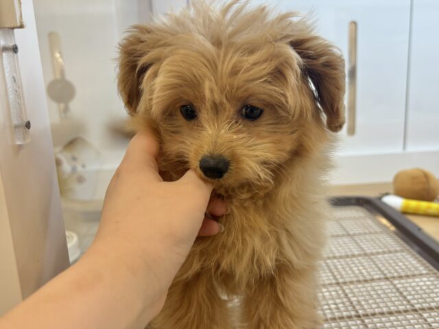 太陽みたいな明るい存在♥ポメプーちゃん! ポメプー