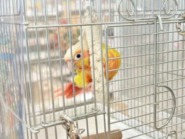 ホオミドリウロコインコ