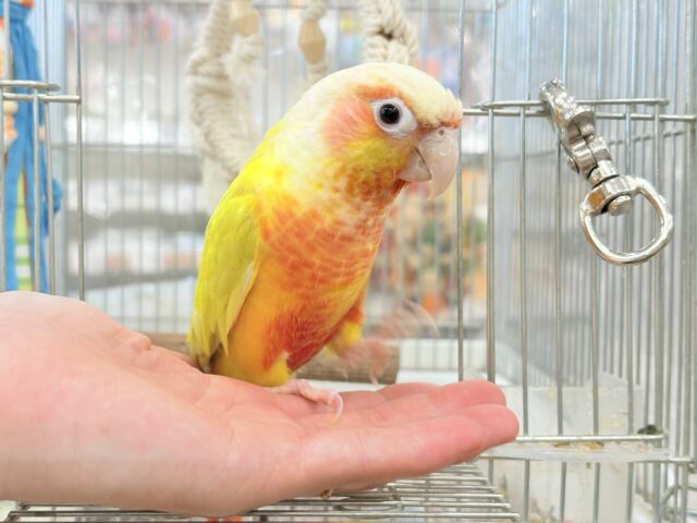 ホオミドリウロコインコ