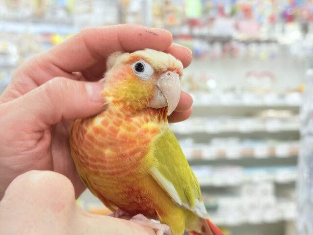 ホオミドリウロコインコ