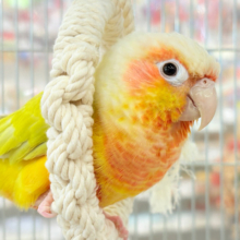 【最新画像更新🪄】ほんとはね…甘えたいんだ…♡♡ウロコインコ(サンチーク)