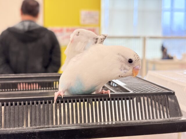 セキセイインコ