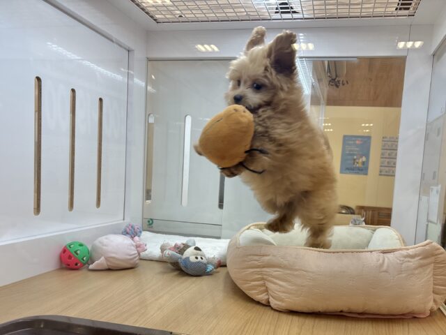 太陽みたいな明るい存在♥ポメプーちゃん! ポメプー