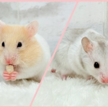 カラフルベイビー🐹🪅カラーハムスター(女の子)