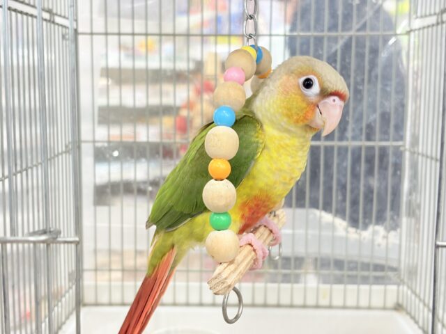 ホオミドリウロコインコ